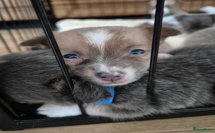 Chihuahua honden - Advertentie 1