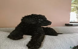 Poedel honden te koop: koningspoedel pups - Afbeelding 5