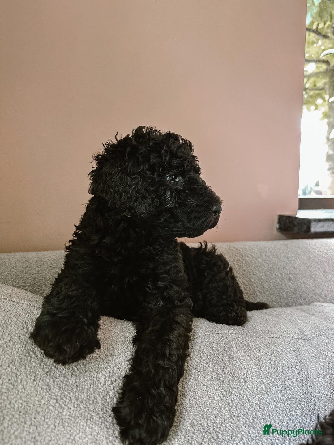 Poedel honden te koop: koningspoedel pups - Afbeelding 5