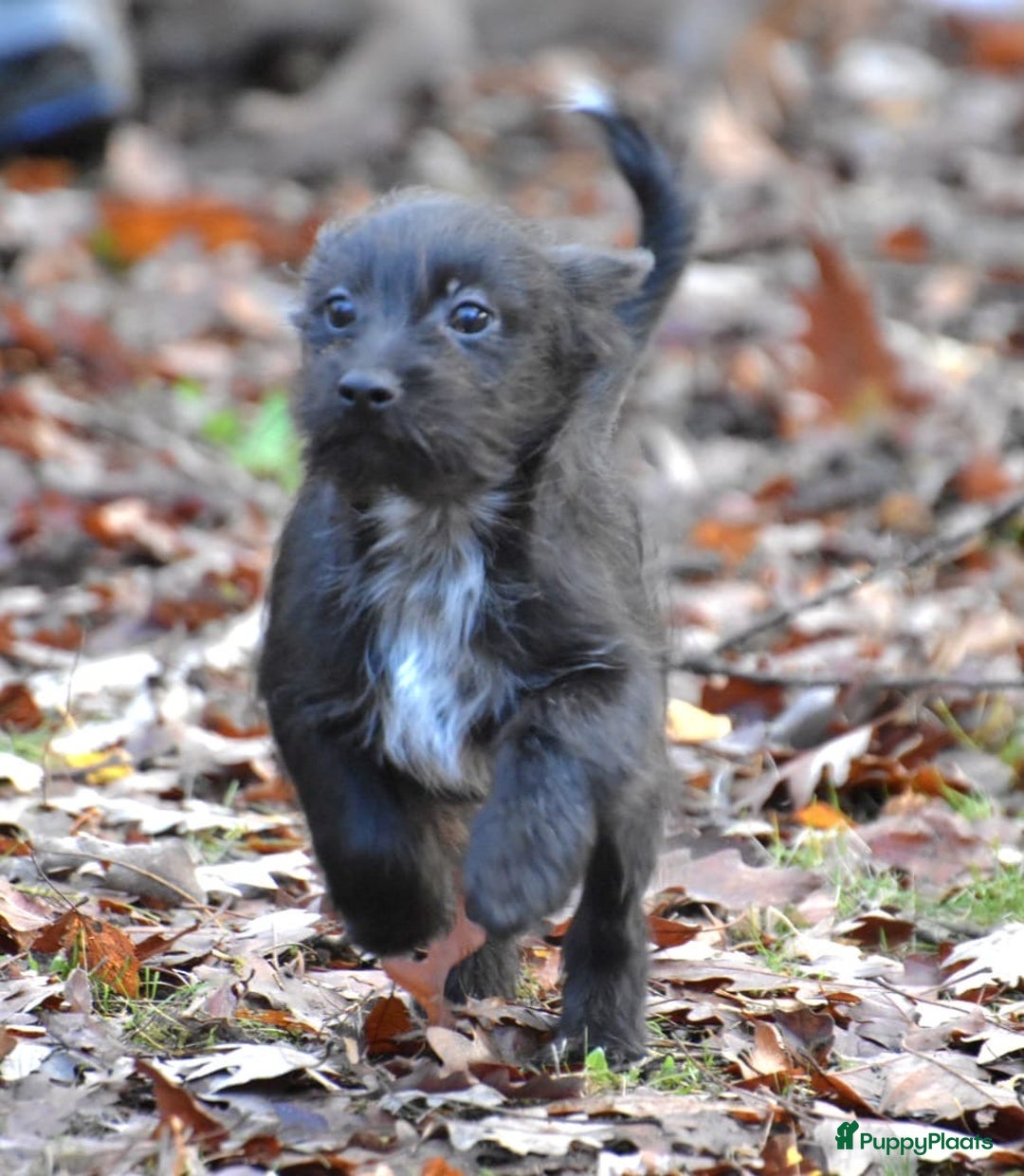 Boomer honden te koop: Super leuke zeer vrije Boomer pups - Advertentie 4