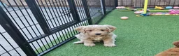 Australian Labradoodle honden te koop: Gastgezin gezocht voor teefje  - Advertentie 3
