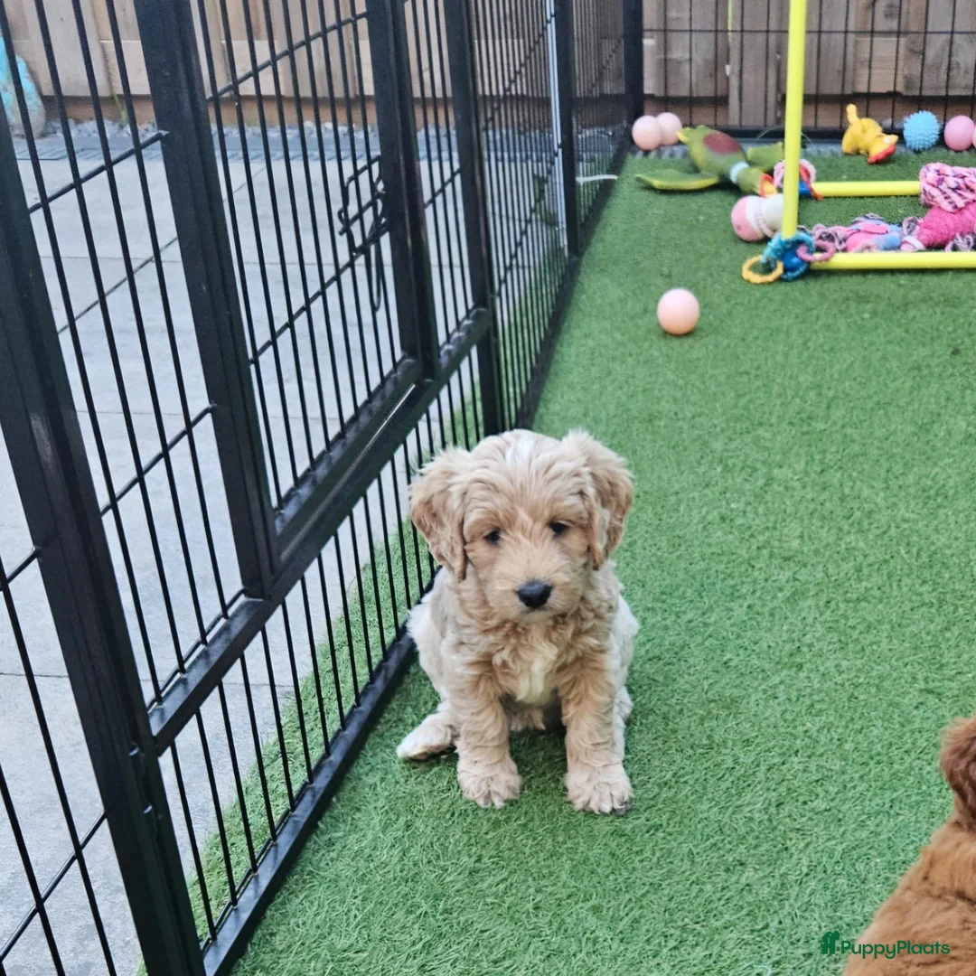 Australian Labradoodle honden te koop: Gastgezin gezocht voor teefje  - Advertentie 3