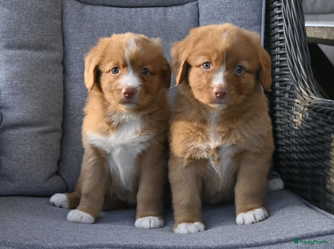 Nova Scotia Duck Tolling Retriever honden te koop: Nova Scotia Duck Tolling Retriever pups # Toller - Advertentie 1