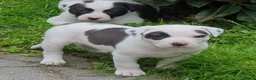 Kruising honden te koop: Border Collie Kruising pups  in Onstwedde - Advertentie 9