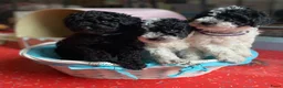Dwergpoedel honden te koop: Kleine dwergpoedel harlekijn zwart/wit  - Advertentie 4