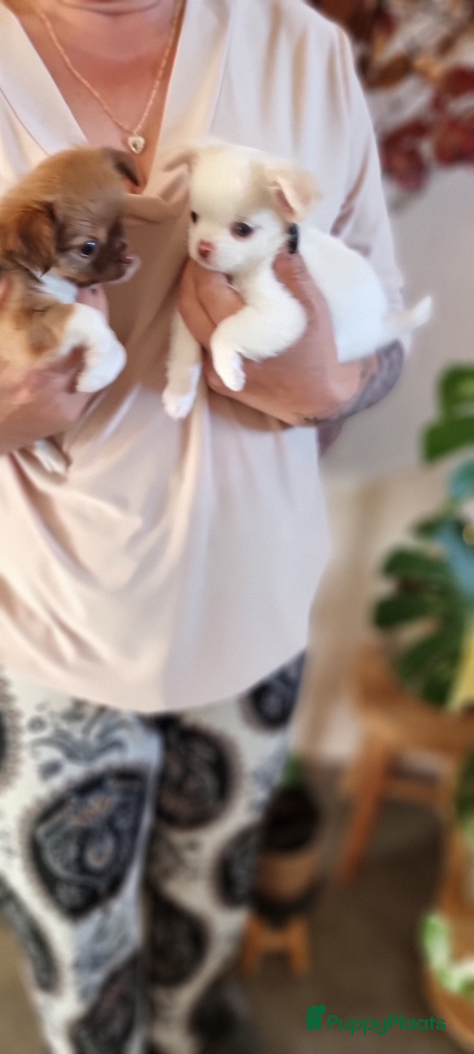 Chihuahua honden 2 prachtige langharige chihuahua pups beschikbaar - Advertentie 2