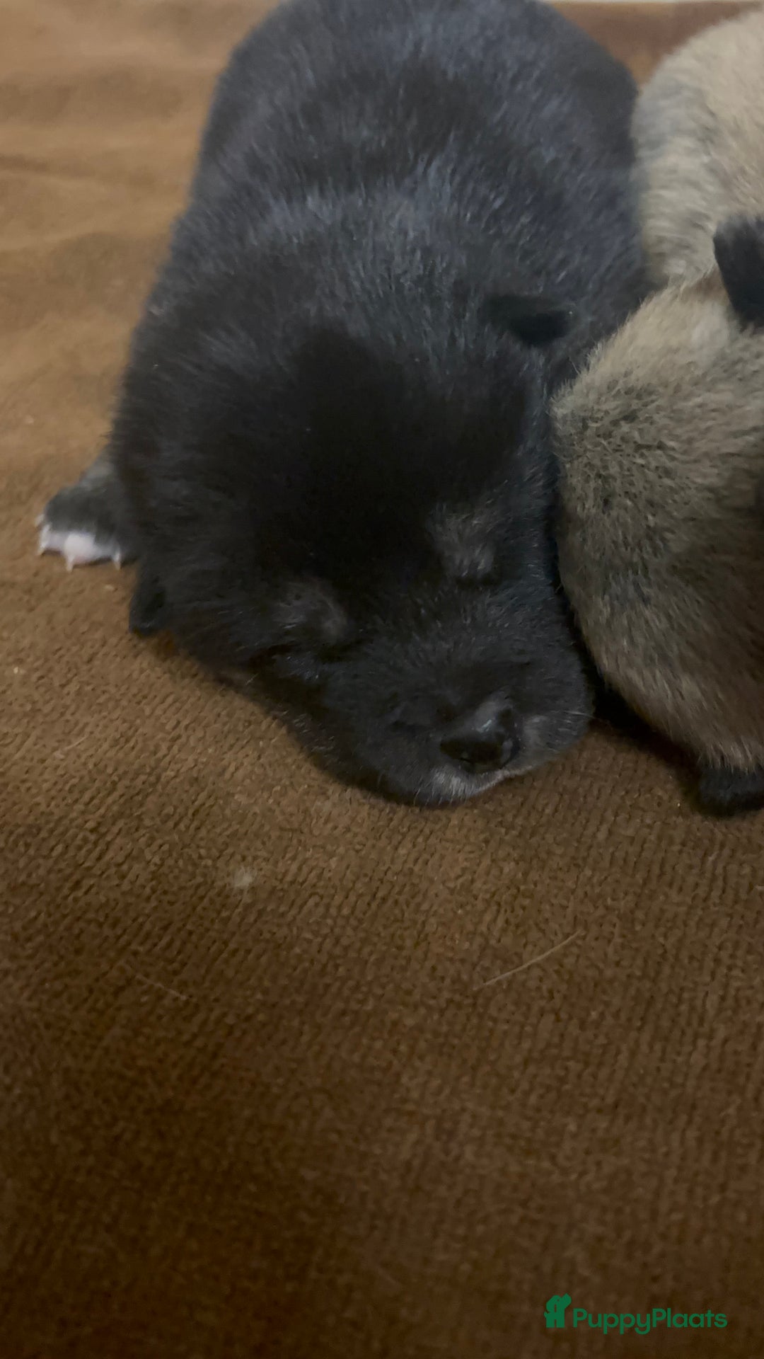 Shiba honden te koop: Shiba inu in Genk - Afbeelding 23