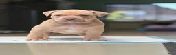Amerikaanse Bully honden te koop: American Bully XL puppy’s  in Breda - Advertentie 7