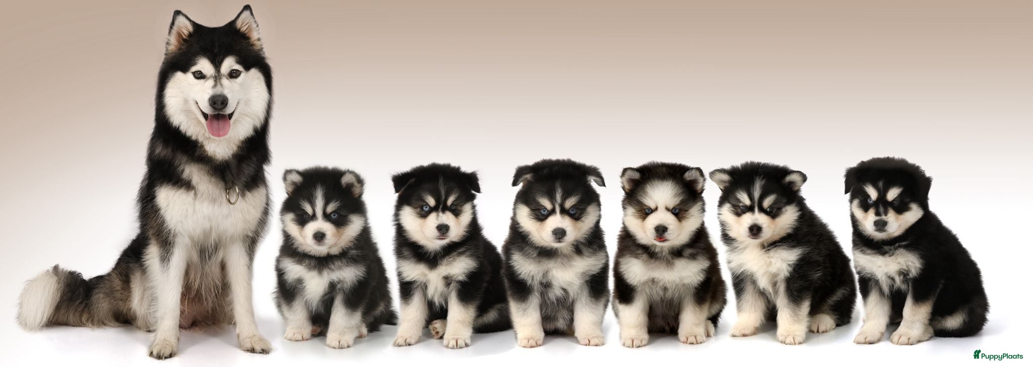 Pomsky honden te koop: Pomsky  - Advertentie 7