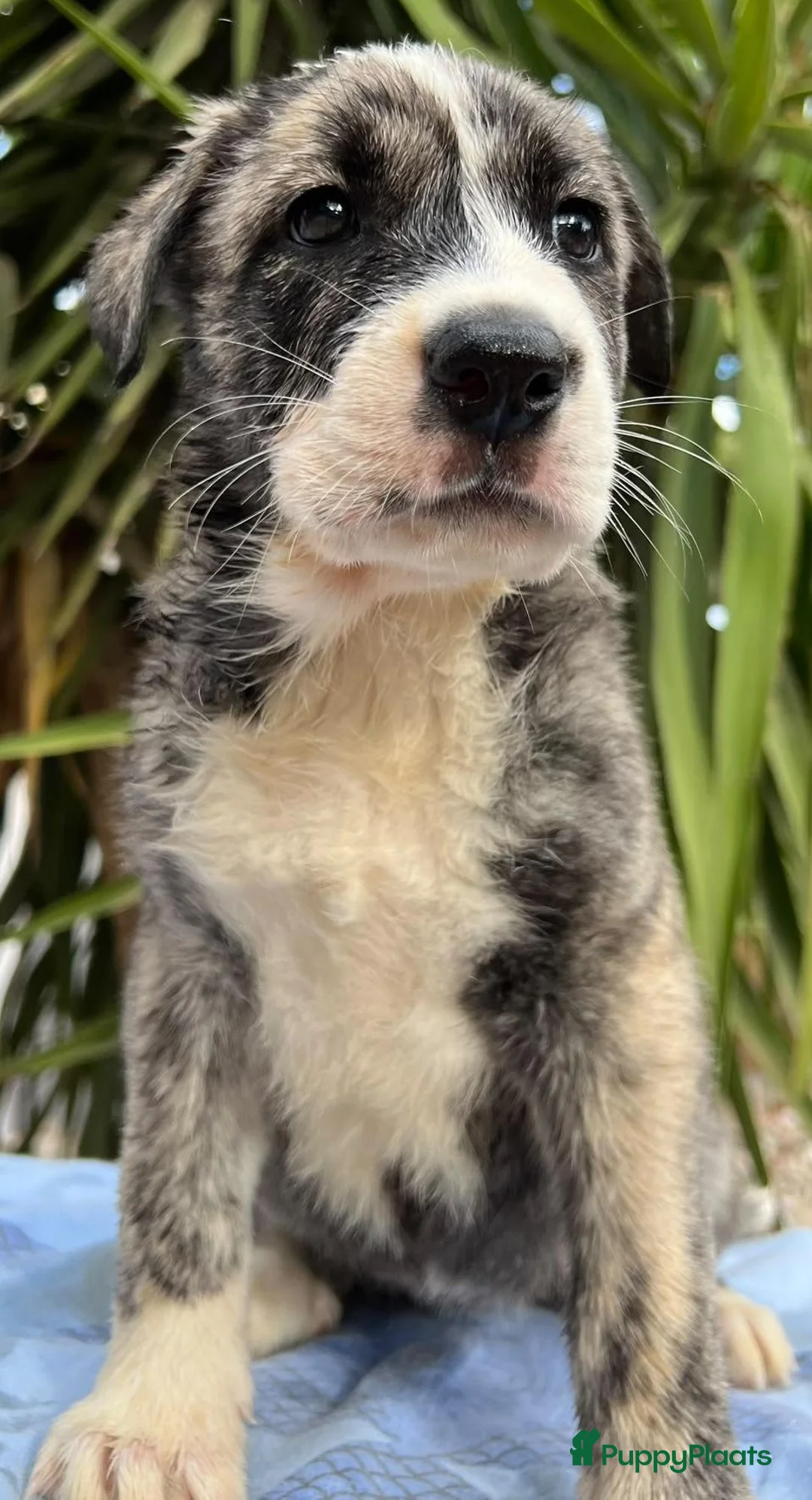 Kruising honden ter adoptie: mooie june wie wil jouw je gouden mandje geven - Advertentie 1