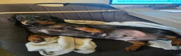 Teckel (korthaar)  honden te koop: Dwergteckel pup kortharig cream blond!!! - Advertentie 11