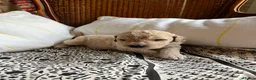 Labradoodle honden te koop: Labradoodle / 'Dubbel Doodle' pups geboren! - Advertentie 7