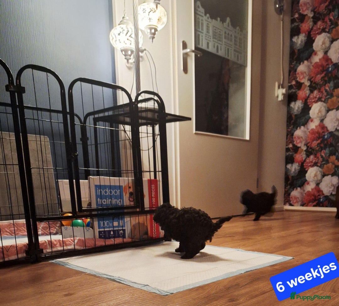 Poedel honden te koop: Choco toypoedel meisjes - Advertentie 6