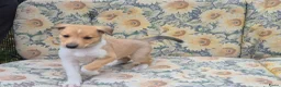 Schotse Herdershond korthaar honden te koop: Schotse herdershond korthaar pups - Advertentie 38