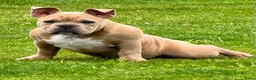 Amerikaanse Bully honden ter dekking: American Bully pocket dekreu  - Advertentie 11