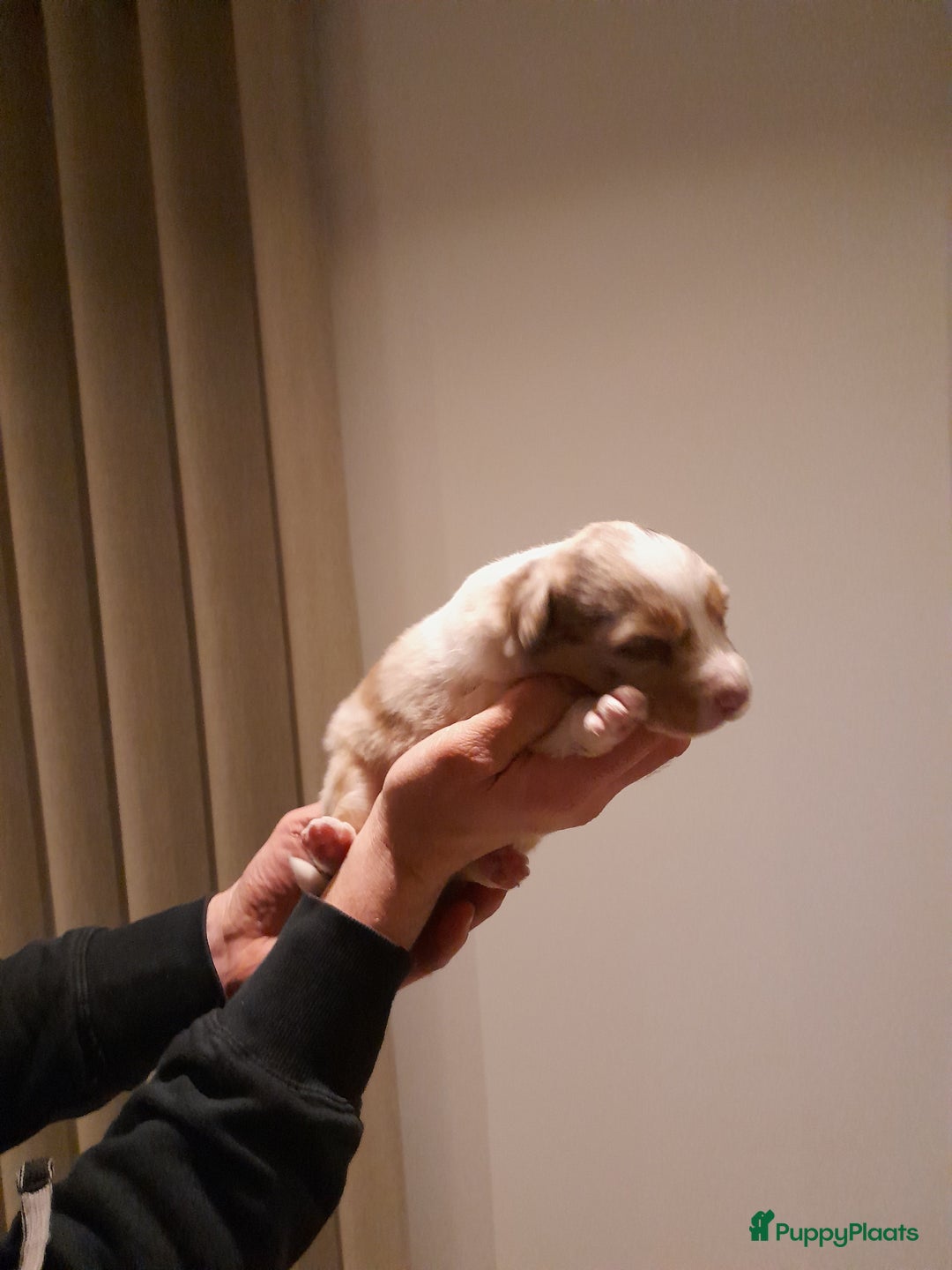 Australian Shepherd honden te koop: Lieve raszuivere australian shepherd pups  - Advertentie 19