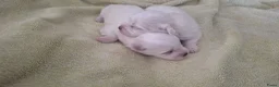 Maltezer honden te koop: Maltezer pups. Rasecht. Vader en moeder aanwezig - Advertentie 11