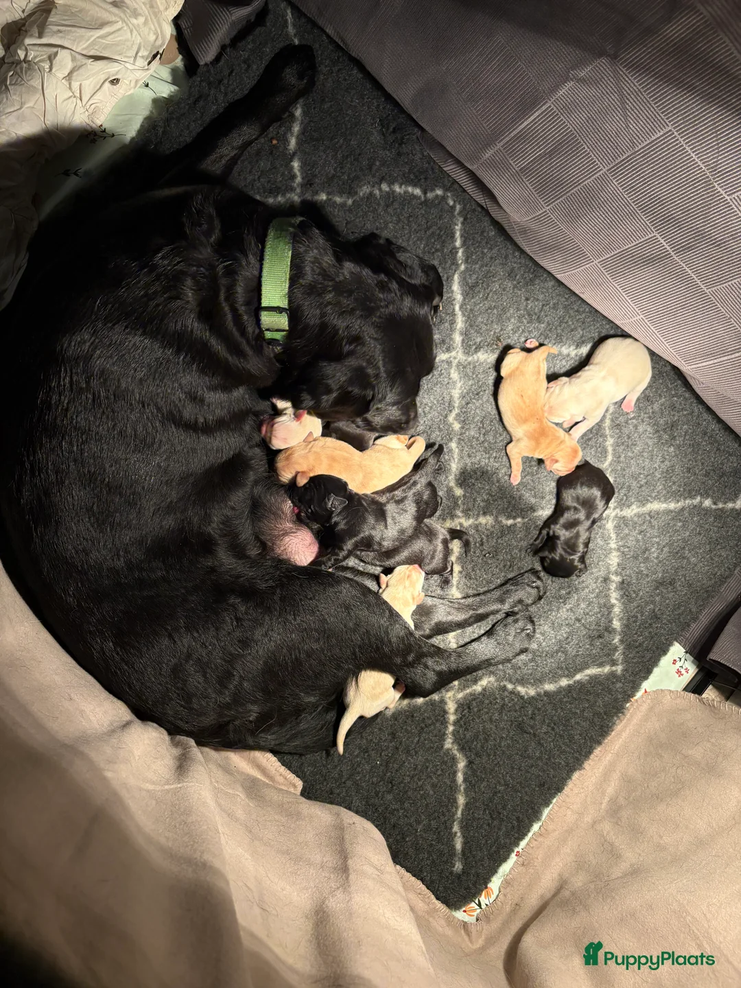 Labrador Retriever honden te koop: 🐶 9 Prachtige Labrador pups geboren op 15 feb - Advertentie 7