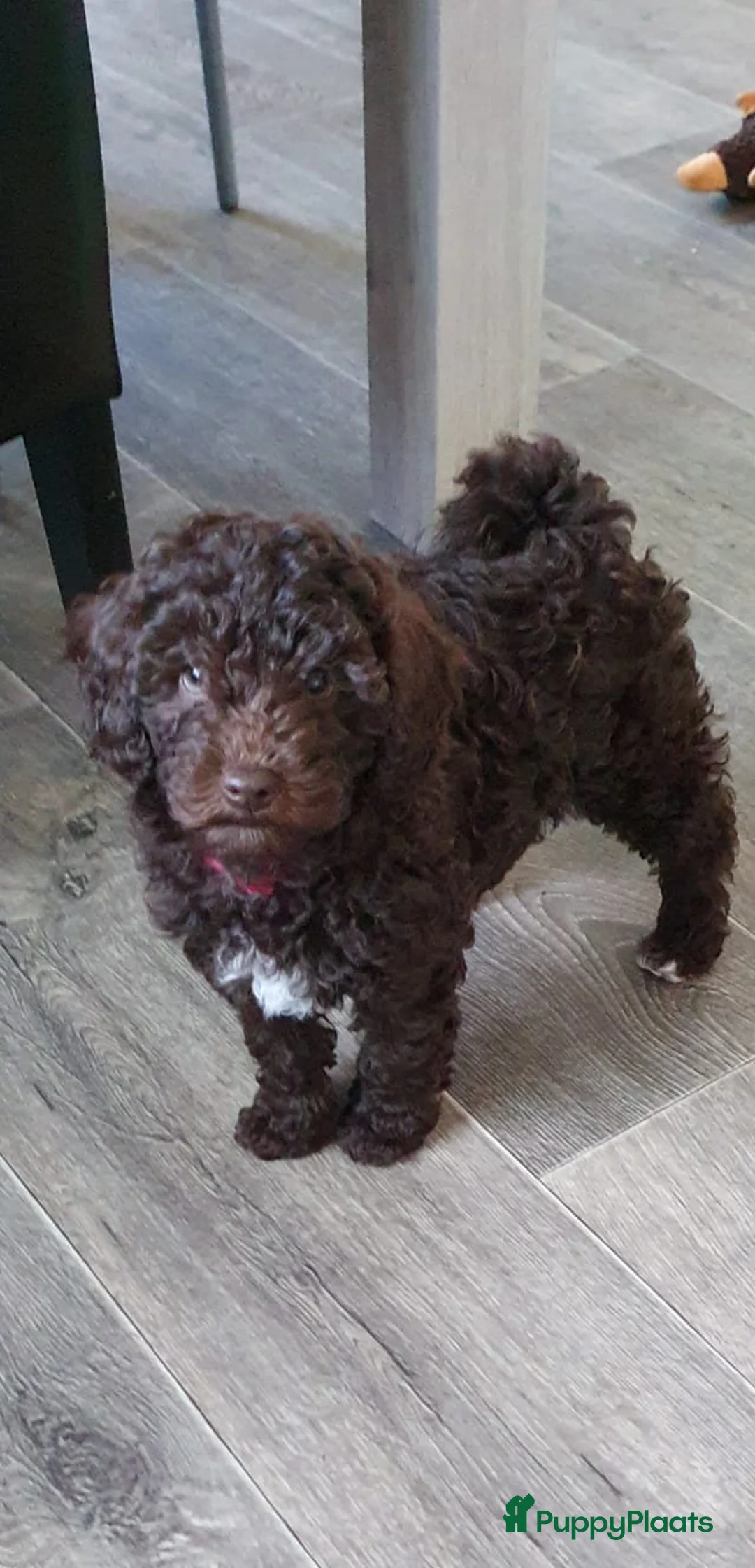 Labradoodle honden te koop: Super lieve mini labradoodle  - Advertentie 5