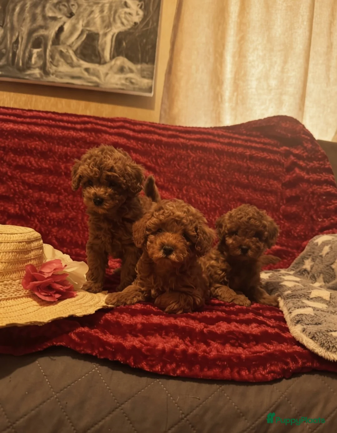 Poedel Toy honden te koop: Toypoedel pups in Deventer - Advertentie 7