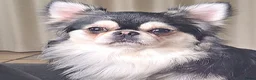 Chihuahua honden ter dekking: Chihuahua dekreu - Advertentie 3