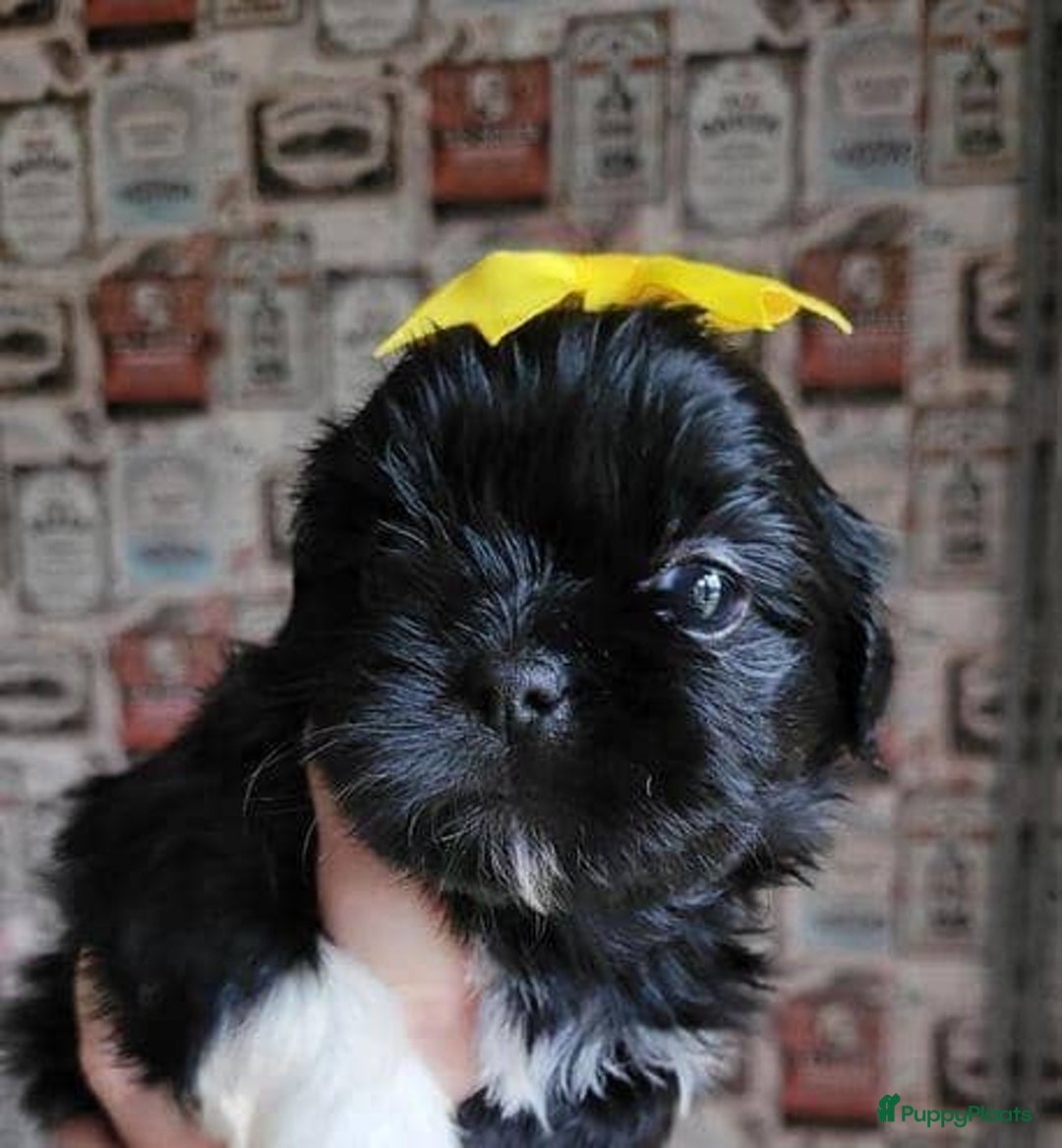 Shih Tzu honden te koop: Imperial Shih Tzu pups te koop - Advertentie 11