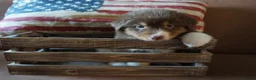 Australian Shepherd honden te koop: Australian shepherd pups - Advertentie 10