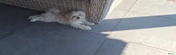 Maltezer honden te koop: Maltezer leeuwtje. Reu. Mei'26. Rasecht - Advertentie 7
