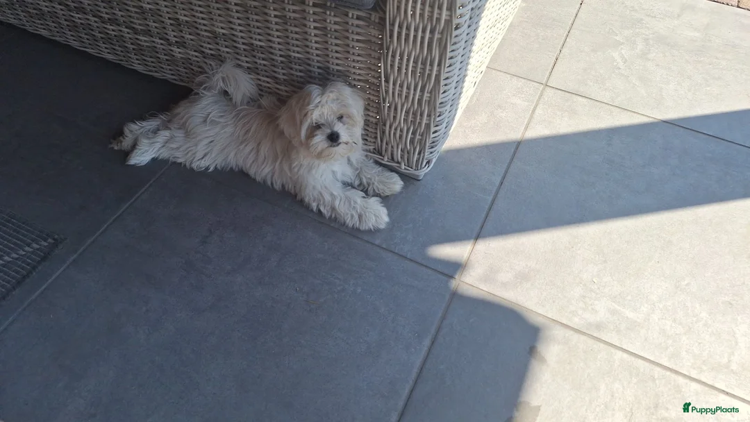 Maltezer honden te koop: Maltezer leeuwtje. Reu. Mei'26. Rasecht - Advertentie 7
