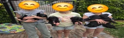 Kruising honden te koop: Sproodle pups mogen 't nest verlaten - Advertentie 16