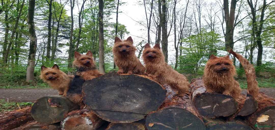 Galerij afbeelding {{count}}