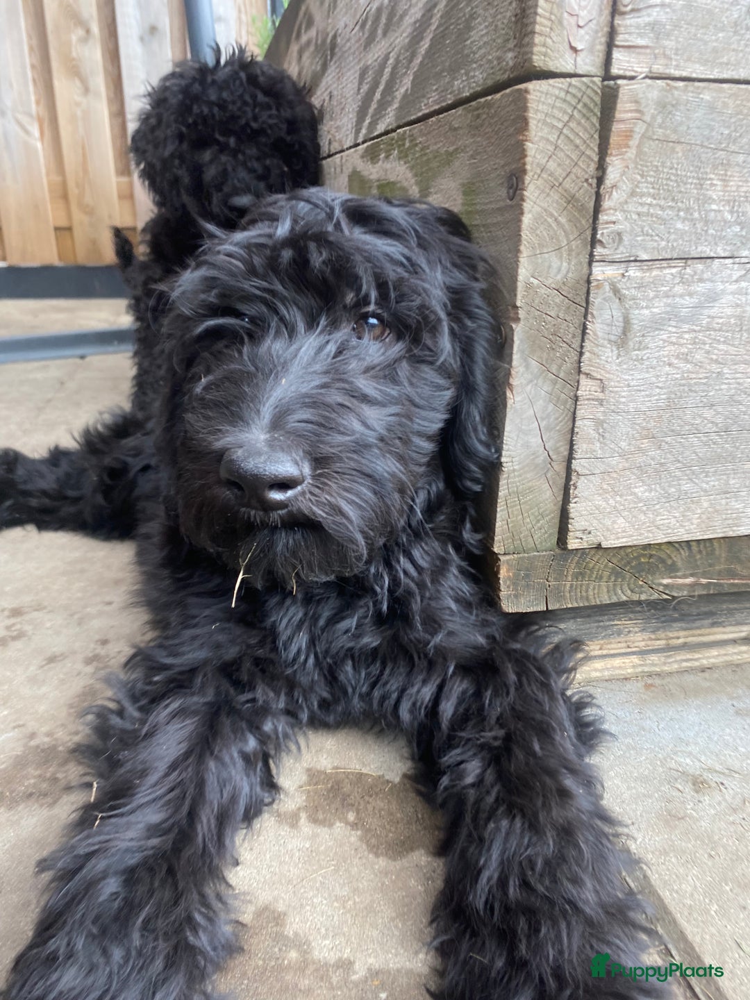 Labradoodle honden te koop: Supermooie labradoodles - Afbeelding 4