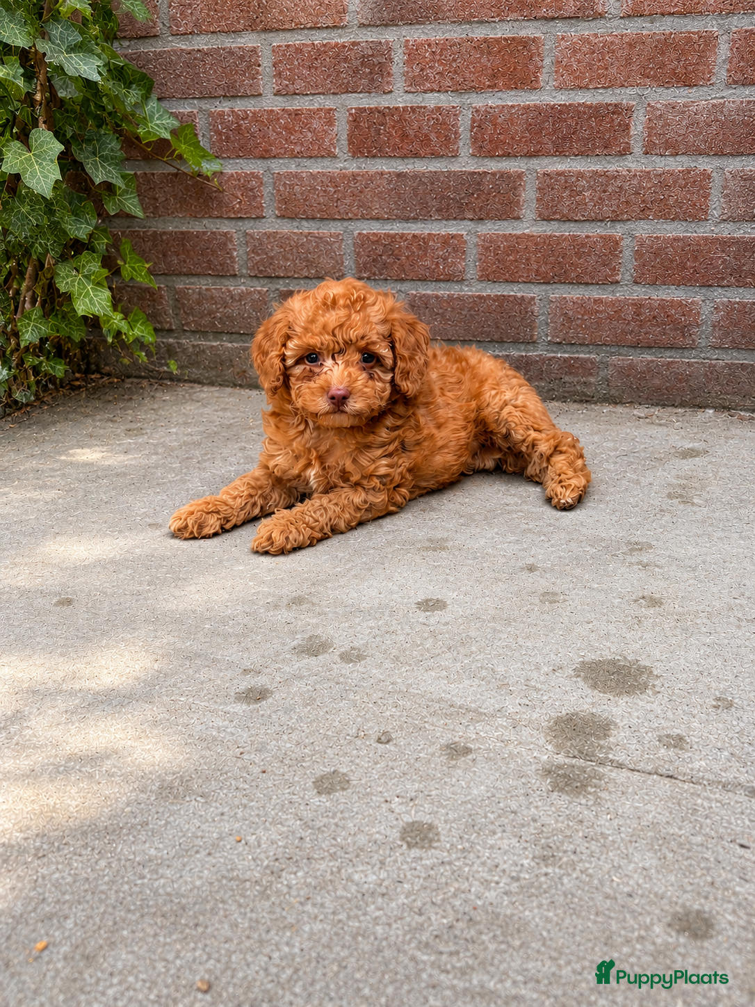 Maltipoo honden Maltipoo , kleine pups prachtige kleuren  - Advertentie 1