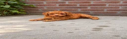 Maltipoo honden te koop: Maltipoo , kleine pups prachtige kleuren  - Advertentie 1