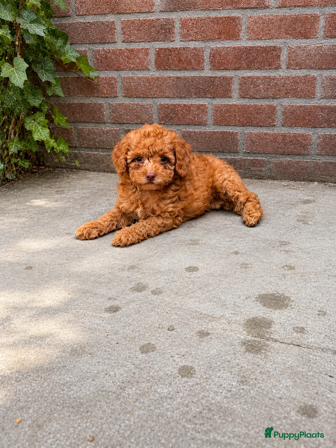 Maltipoo honden te koop: Maltipoo , kleine pups prachtige kleuren  - Advertentie 1