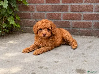 Maltipoo honden Maltipoo , kleine pups prachtige kleuren - Advertentie 1