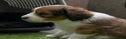 Kooikerhondje honden te koop: Kooiker pups Kooikerhondje  - Advertentie 6