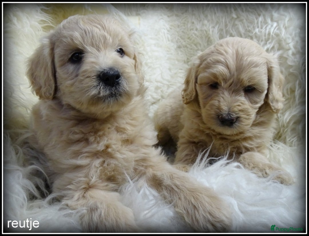 Labradoodle honden te koop: Labradoodle F4 medium pups - Advertentie 3