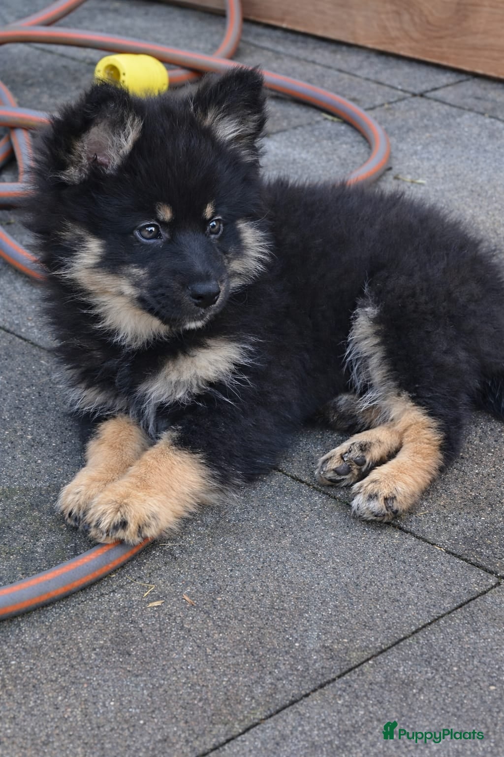 Pomeriaan honden Zwarte puppy nog teefje   beschikbaar   - Advertentie 1