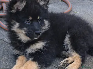 Pomeriaan honden Zwarte puppy nog teefje beschikbaar - Advertentie 1