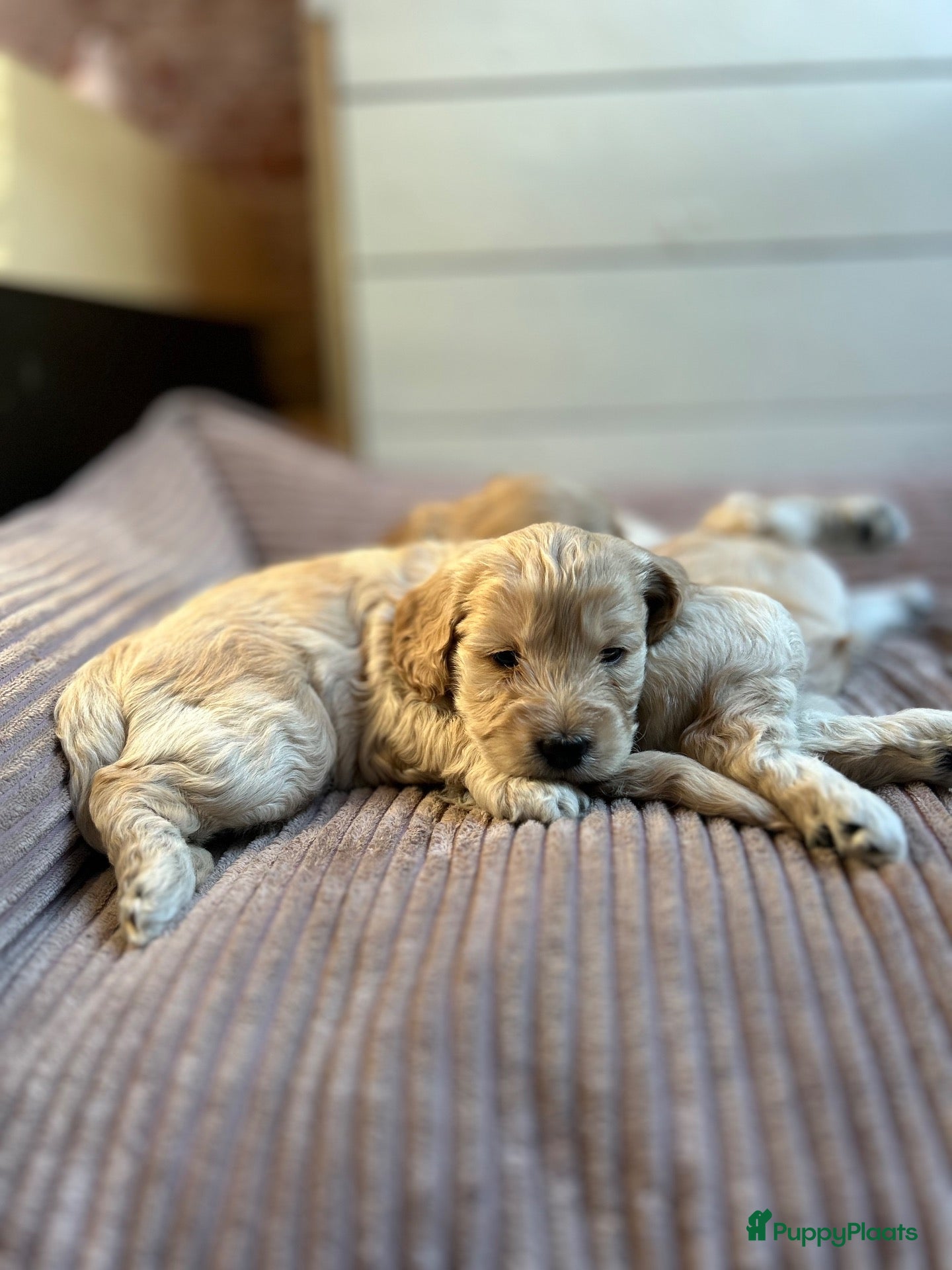Kruising honden Cockapoo x doodle pups zoeken de liefste baasjes - Advertentie 1