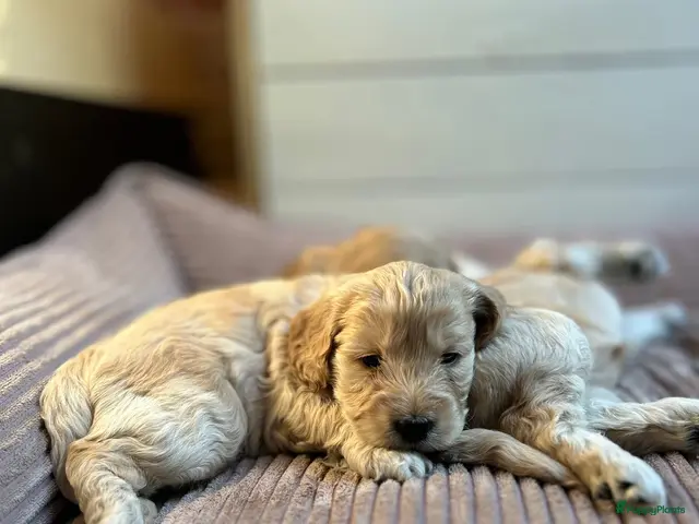 Kruising honden Cockapoo x doodle pups zoeken de liefste baasjes - Advertentie 1