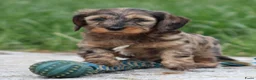 Ruwhaar Teckel honden te koop: Teckel pups ruwhaar - Advertentie 4