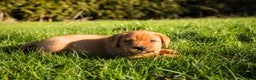 Labrador Retriever honden te koop: Redfox labradorpups  - Advertentie 8