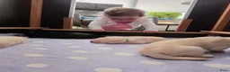 Labrador Retriever honden te koop: Prachtige blonde en zwarte labradorpups geboren! ♥ - Advertentie 8