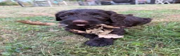 Australian Labradoodle honden te koop: Prachtige donkerbruine Australian Labradoodle reu - Advertentie 35