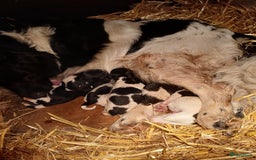 Friese Stabij honden te koop: Te koop 3 Friese stabij reutjes - Afbeelding 17