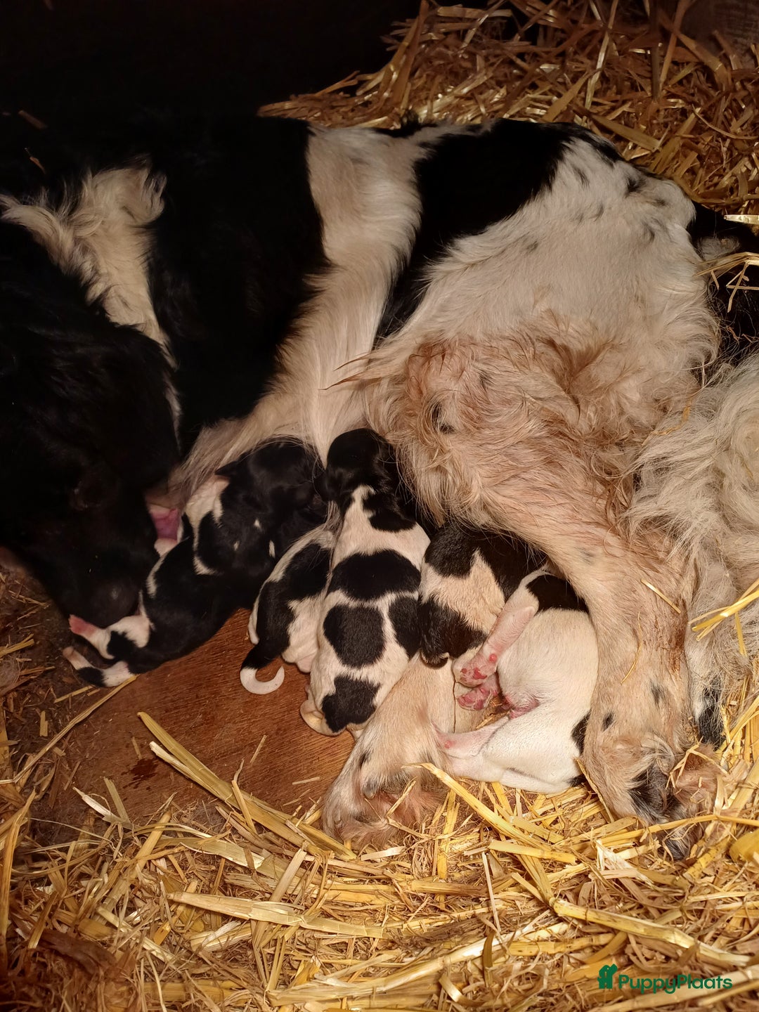 Friese Stabij honden te koop: Te koop 3 Friese stabij reutjes - Afbeelding 17