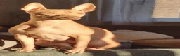 Amerikaanse Naakthond honden te koop: American Hairless Terrier Teef AKC  - Advertentie 3