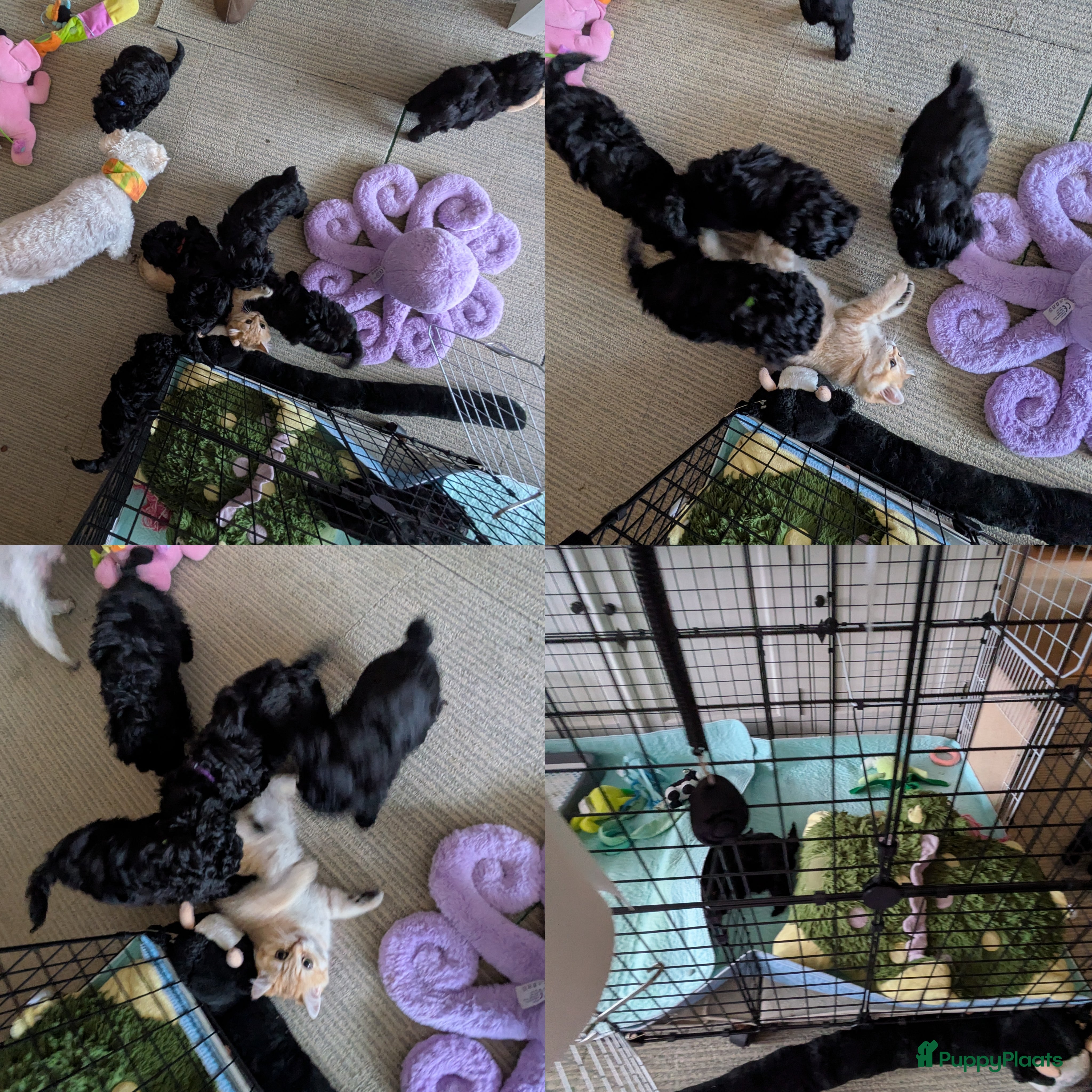 Maltipoo honden Nog 1 reutje Fantastisch zwarte Maltipoo F1b 🥰 - Advertentie 2